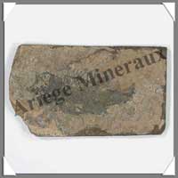 POISSON Fossile - 16 g - C018