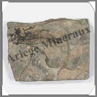 POISSON Fossile - 57 g - C019