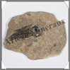 POISSON Fossile (Leuciscus) - 60x75 mm - 18 g rammes - C022 Chine