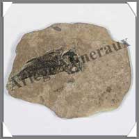POISSON Fossile (Leuciscus) - 60x75 mm - 18 g rammes - C022