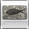 POISSON Fossile (Diplomystus Dentatus) - 50x85 mm - 46 grammes - M008 USA