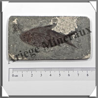 POISSON Fossile (Diplomystus Dentatus) - 45x85 mm - 36 grammes - M009