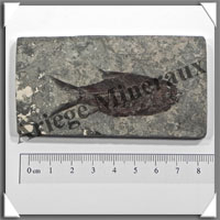 POISSON Fossile (Diplomystus Dentatus) - 50x90 mm - 54 grammes - M010