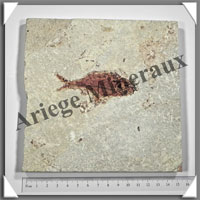 POISSON Fossile (Diplomystus Dentatus) - 150x155 mm - 825 grammes - M012
