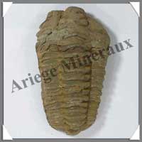 TRILOBITE Fossile - 108 grammes - 50x85 mm - M003
