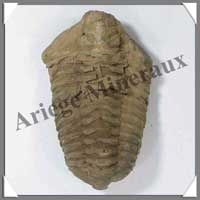 TRILOBITE Fossile - 119 grammes - 55x90 mm - M004