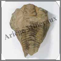 TRILOBITE Fossile - 206 grammes - 65x80 mm - M006