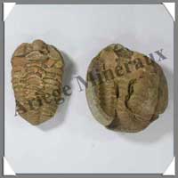 TRILOBITE Fossile - 126 grammes - 45x70 mm - M008