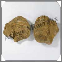 TRILOBITE Fossile - 209 grammes - 45x75 mm - M011