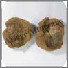 TRILOBITE Fossile - 350 grammes - 45x100 mm - M013 Maroc