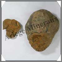 TRILOBITE Fossile - 183 grammes - 55x75 mm - M014