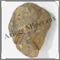 TRILOBITE Fossile - 183 grammes - 55x75 mm - M014