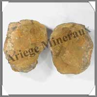 TRILOBITE Fossile - 800 grammes - 75x110 mm - M016