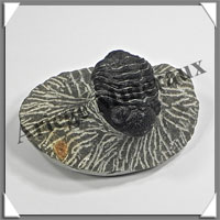 TRILOBITE Fossile sur Gangue - 153 grammes - 40x50x60 mm - M021