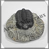TRILOBITE Fossile sur Gangue - 163 grammes - 18x63x70 mm - M022 Maroc