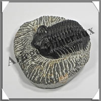 TRILOBITE Fossile sur Gangue - 163 grammes - 18x63x70 mm - M022