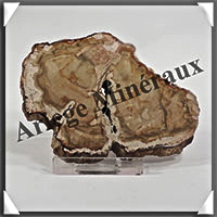 BOIS Fossilis - CONIFERE - 85x60x9 mm - 86 grammes - Y001