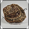 BOIS Fossilisé - CONIFERE - 100x88x9 mm - 157 grammes - Y004 Madagascar