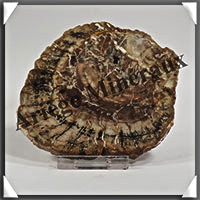 BOIS Fossilis - CONIFERE - 100x88x9 mm - 157 grammes - Y004