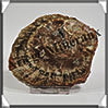 BOIS Fossilisé - CONIFERE - 100x85x10 mm - 157 grammes - Y006 Madagascar