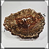 BOIS Fossilisé - CONIFERE - 135x105x10 mm - 310 grammes - Y009 Madagascar