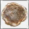 BOIS Fossilisé - CONIFERE - 280x260x15 mm - 2200 grammes - R001 Madagascar
