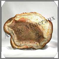 BOIS Fossilis - FOUGERE - 170x130x70 mm - 270 grammes - M006