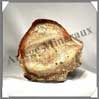 BOIS Fossilis - FOUGERE - 140x140x60 mm - 220 grammes - M007 Brsil