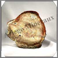 BOIS Fossilis - FOUGERE - 140x140x60 mm - 220 grammes - M007