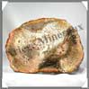 BOIS Fossilis - FOUGERE - 187x132x90 mm - 430 grammes - M009 Brsil