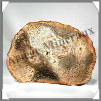 BOIS Fossilis - FOUGERE - 187x132x90 mm - 430 grammes - M009