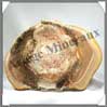 BOIS Fossilis - FOUGERE - 197x147x50 mm - 340 grammes - M011 Brsil