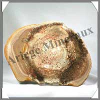BOIS Fossilis - FOUGERE - 197x147x50 mm - 340 grammes - M011