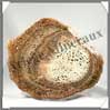 BOIS Fossilis - FOUGERE - 180x150x90 mm - 330 grammes - M013 Brsil
