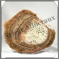 BOIS Fossilis - FOUGERE - 180x150x90 mm - 330 grammes - M013