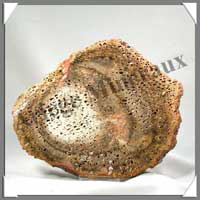 BOIS Fossilis - FOUGERE - 180x150x90 mm - 330 grammes - M013
