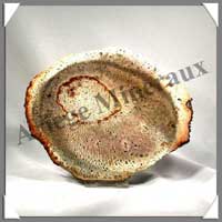 BOIS Fossilis - FOUGERE - 162x136x80 mm - 250 grammes - M014