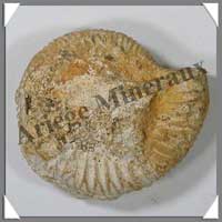 AMMONITE Fossile - 111 grammes - 25x65x60 mm - M001