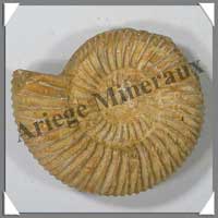 AMMONITE Fossile - 157 grammes - 25x75x65 mm - M007