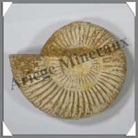 AMMONITE Fossile - 352 grammes - 35x110x95 mm - M009
