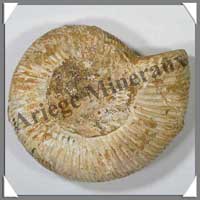 AMMONITE Fossile - 420 grammes - 30x115x100 mm - M010