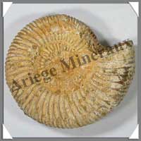 AMMONITE Fossile - 393 grammes - 35x105x95 mm - M011