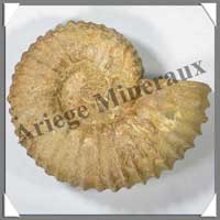 AMMONITE Fossile - 3300 grammes - 85x210x165 mm - R002