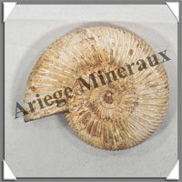 AMMONITE Fossile - 146 grammes - 20x65x80 mm - R004