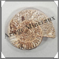 AMMONITE Fossile - 108 grammes - 20x60x70 mm - R006