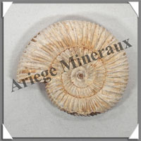 AMMONITE Fossile - 108 grammes - 20x60x70 mm - R006