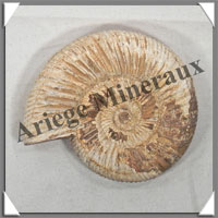 AMMONITE Fossile - 117 grammes - 20x60x75 mm - R007