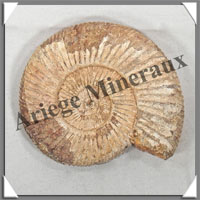 AMMONITE Fossile - 153 grammes - 20x70x80 mm - R008