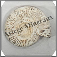 AMMONITE Fossile - 210 grammes - 20x75x95 mm - R010