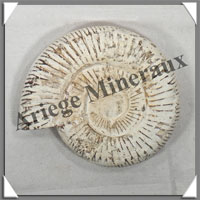 AMMONITE Fossile - 210 grammes - 20x75x95 mm - R010